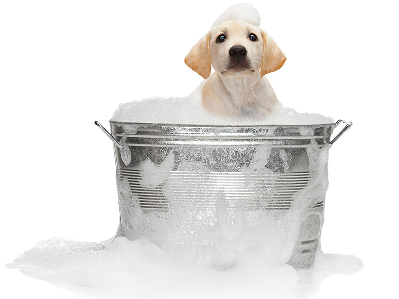 dog-in-bath-no-background